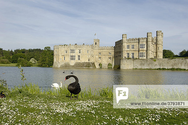 Black Swan Cygnus atratus in front of Leeds Castle Kent England