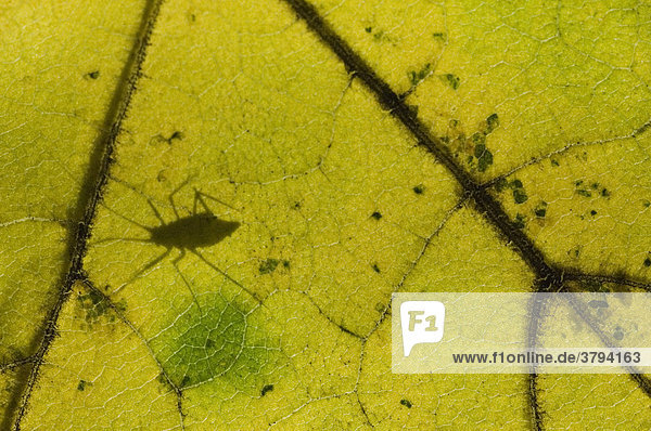 Plant louse aphid on a maple leave