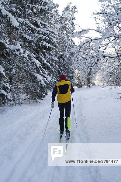 Cross-country skier in snow covered forest Perlacher Forst Munich Germany MR