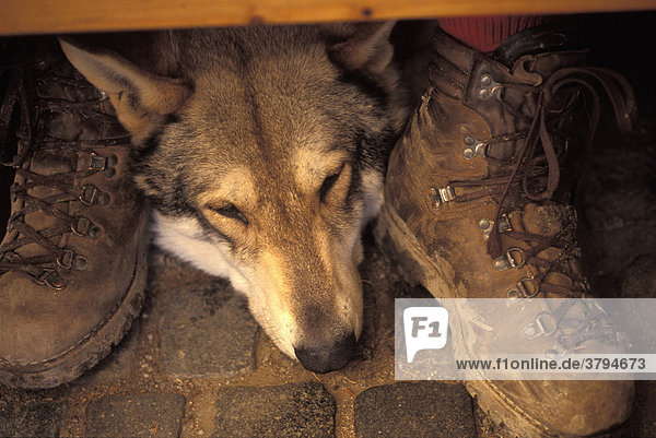 Dog resting after a strenuous hike between the hiking boots of his master