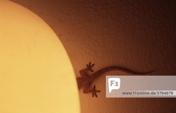 T-Koh Samui  Gecko