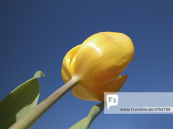 Gelbe Tulpe vor blauem Himmel