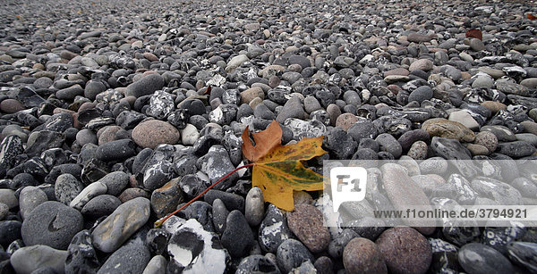 Herbst Blatt am Strand