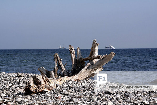 Baum am Strand