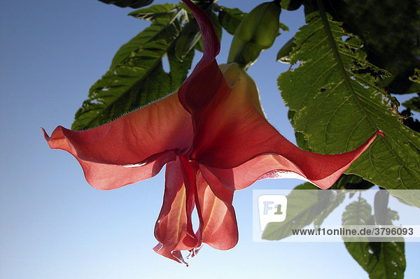 Rote Blüte Trompetenpflanze
