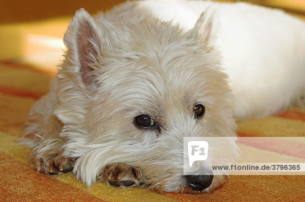 West Highland White Terrier liegt auf einem Teppich und schaut skeptisch