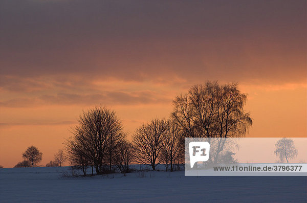 Bäume auf einer Schneefläche im Gegenlicht bei Sonnenuntergang