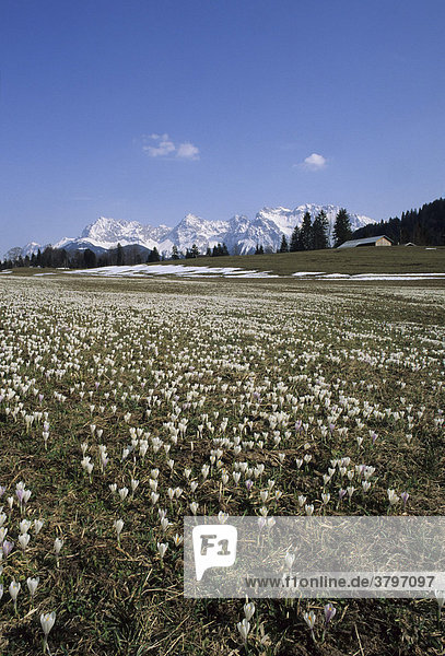 Oberbayern Werdenfelser Land - Krokuswiese am Geroldsee - Blick auf Karwendel