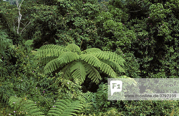 Regenwald mit Baumfarn Maxwell Hill Malaysia