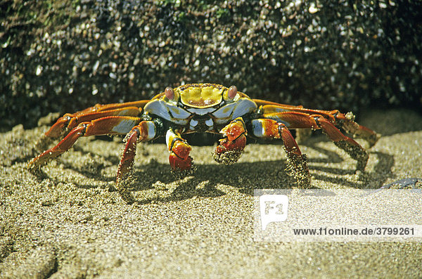 Crabs on the beach from galapagos