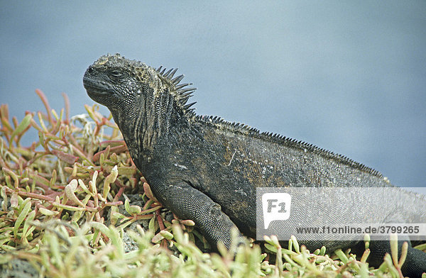 Land iguana galapagos