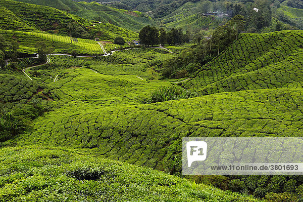 Malaysia  Cameron Highlands  Teeplantagen