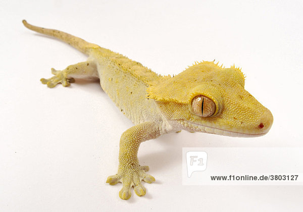 New Caledonia Gecko  (Rhacodactylus Ciliatus)