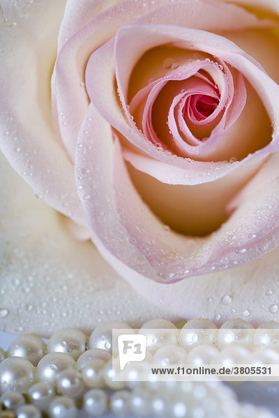 Detailaufnahme einer Rose mit Perlenkette und Wassertropfen