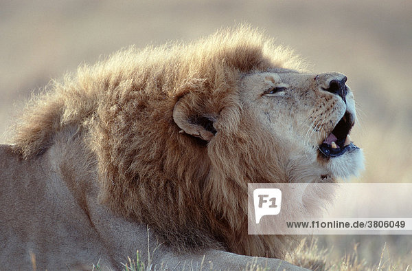 Afrikanischer Loewe  maennlich  Massai Mara Wildschutzgebiet  Kenia / (Panthera leo) / Afrikanischer Löwe