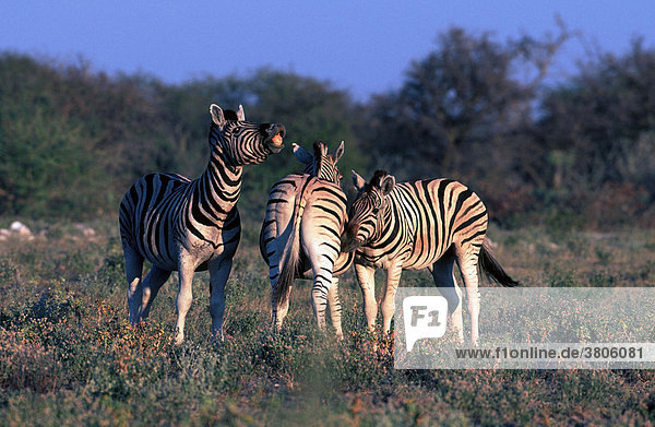 Steppenzebras  Hengst und Stuten  Etosha Nationalpark  Namibia / (Equus quagga burchelli)