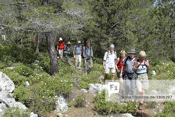 Wandergruppe auf Pfad im Wald zwischen weiß blühenden Zistrosen Cistus salviaefolius und Aleppokiefern Pinus halepensis im Besparmak Pentadaktylos Gebirge Nordzypern Zypern