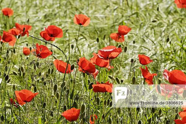 Poppy seed flowers in a field of barley near Bad Neustadt Lower Bavaria Germany