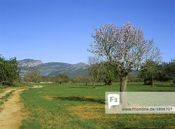 Mallorca Balearen Spanien Mandelbaumblüte im Frühling