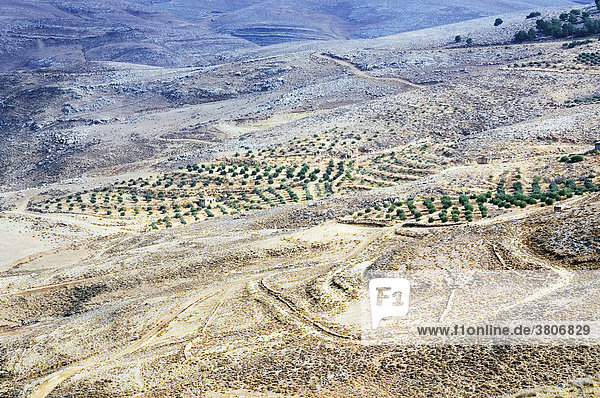 Jordanien Berg Nebo bei Madaba Jordantal Plantagen