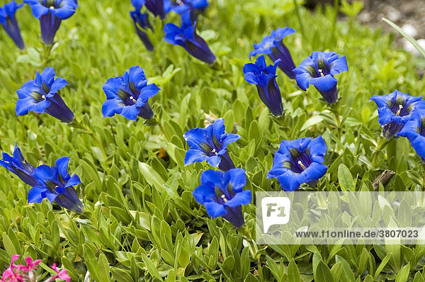 Blue gentian bloom Gentiana clusii