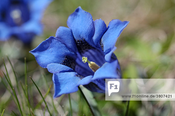 Blauer stängelloser Enzian (Gentiana acaulis)  Alpen