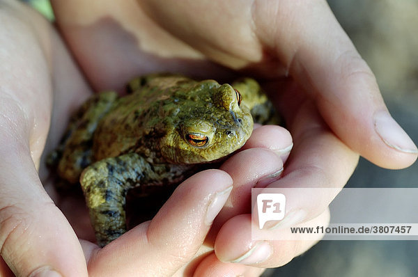 Erdkröte ( Bufo bufo ) sitzt in der Hand von einem Kind