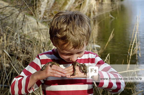 Mehrere Erdkröten ( Bufo bufo ) liegen auf den Händen und Armen von einem sieben jährigen Kind
