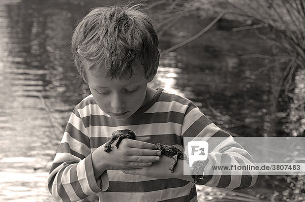 Mehrere Erdkröten ( Bufo bufo ) liegen auf Händen und Armen von einem sieben jährigen Kind