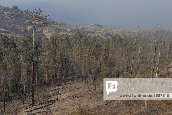 August 13.08.2006 verbrannte Bäume Eukalyptus eucalyptus Waldbrand- Gebiet in Galizien an der Nord-Westküste  Spanien