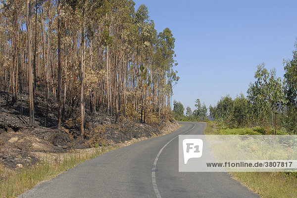 August 13.08.2006 verbrannte Bäume Eukalyptus eucalyptus Waldbrand-Gebiet in Galizien an der Nord-Westküste  Spanien