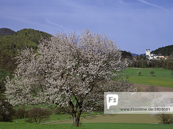 Blühender Baum und die Wallfahrtskirche am Hafnerberg  Nöstach  Niederösterreich
