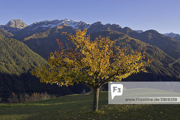 Herbstlich gefärbter Obstbaum  Fiss  Tirol  Österreich