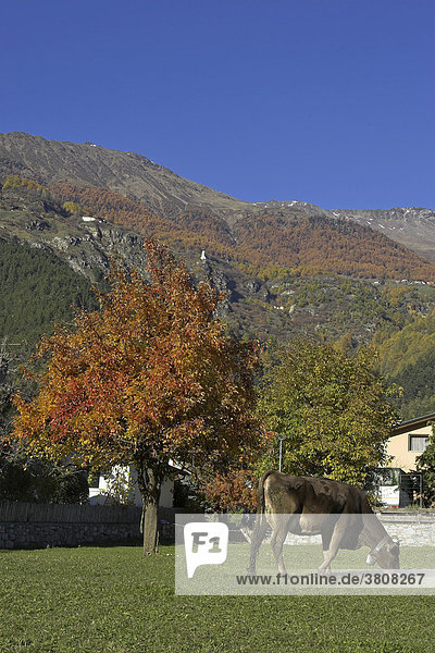 Herbstliche Stimmung im Ort Eyrs  Vinschgau  Südtirol  Italien