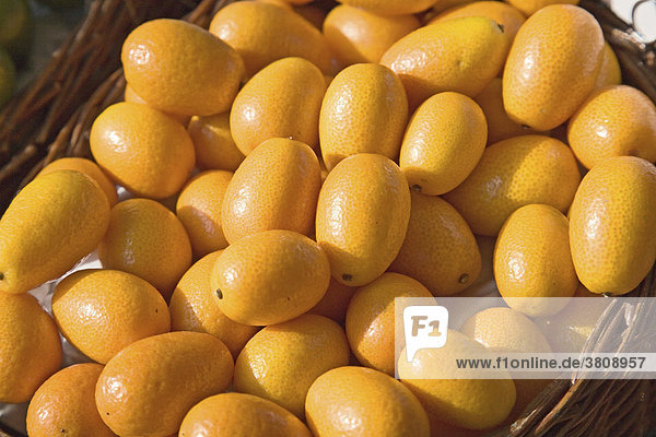 Orangen  Zierorange  Orangini
