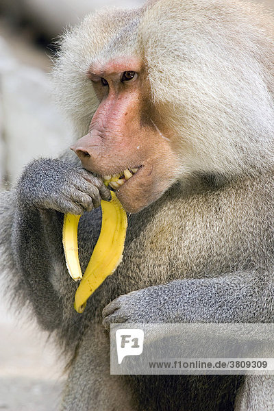 A baboon (Papio hamadryas)eating a banana
