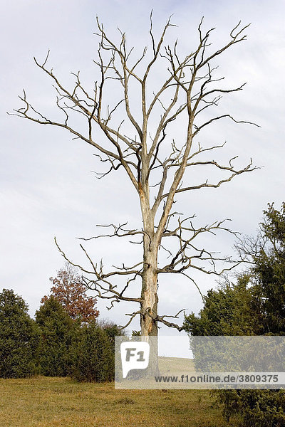 A dead tree - a symbol for the death