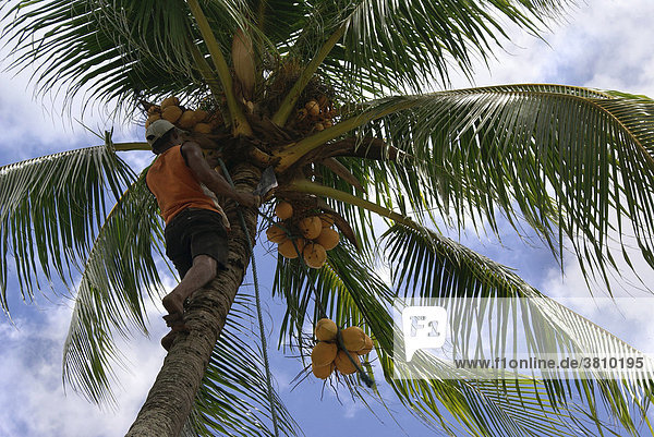 Mann klettert auf eine Kokospalme zur Ernte von Kokosnüssen  Pernambuco  Brasilien