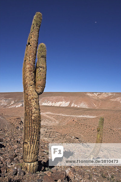 Kakteen in der Atacama-Wüste  Nördliches Chile