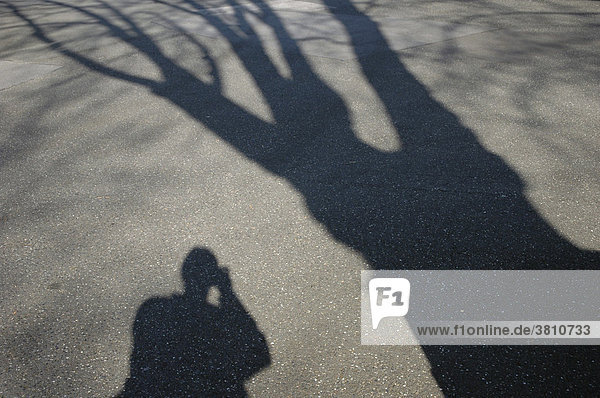 Schatten eines Baumes und einer fotografierenden Person auf dem Asphalt