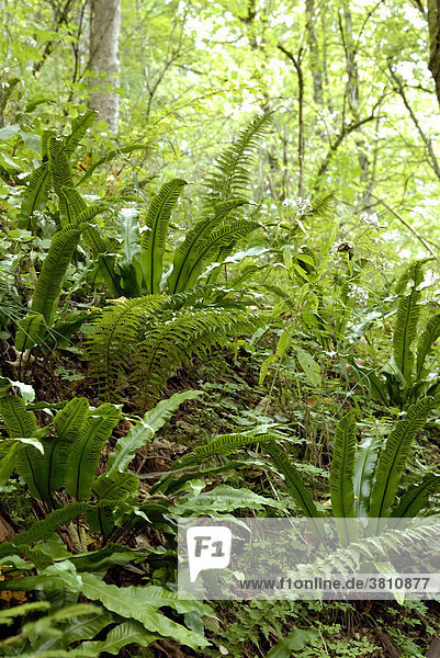 Hirschzungenfarn  Phyllis scolopendrium und Wurmfarn  Dryopteris fillix-mas auf lichtdurchfluteten Waldboden
