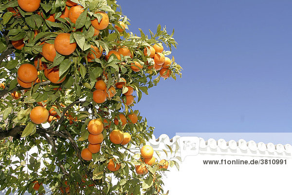 Orangenbaum mit Früchten