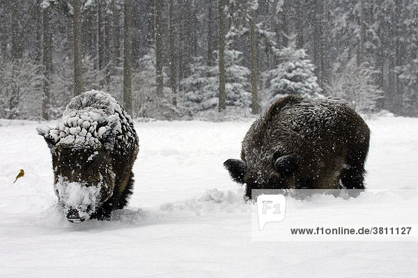 Wild boar looking for food in a winter forest at snow fall (Sus scrofa)