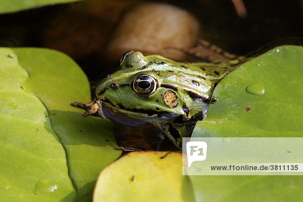 Wasserfrosch sitzt im Teich zwischen Seerosenblättern (Rana esculenta) (Rana kl. esculanta)