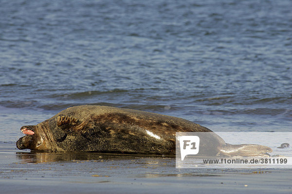 Kegelrobbe sonnt sich auf dem Rücken liegend am Strand und gähnt (Halichoerus grypus)