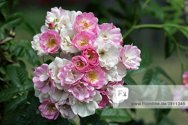 Rose Apple Blossom - Blühende Kletterrose der Sorte Apple Blossom (Rosa Apple Blossom)