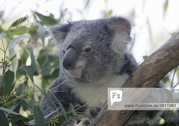 Koala Baer  Australien