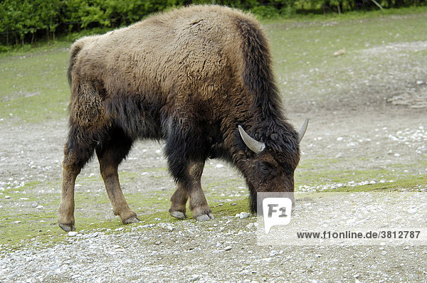 Grasendes Waldbison (Bison bison athabascae)
