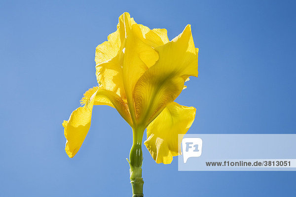 Iris germanica