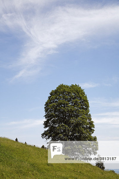 Bergahorn   Berg-Ahorn (Acer pseudoplatanus) Längental   Isarwinkel   Oberbayern   Deutschland